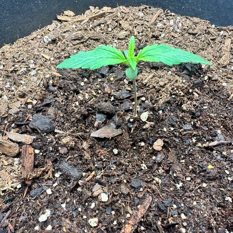  Blueberry Auto growlog photo: 10:03