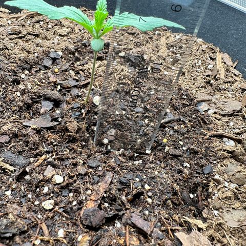  Blueberry Auto growlog photo: 19:30