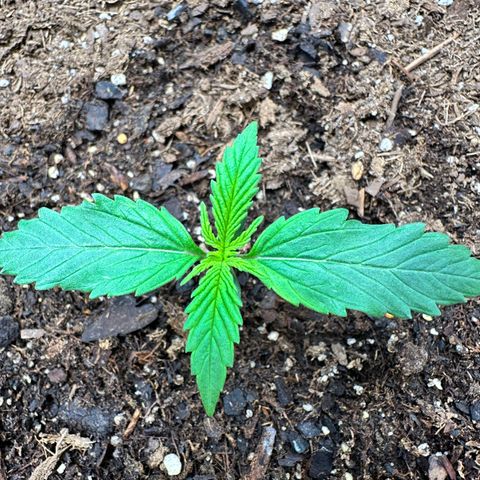  Blueberry Auto growlog photo: 10:47
