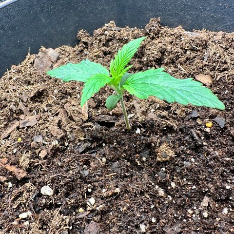  Blueberry Auto growlog photo: 22:03