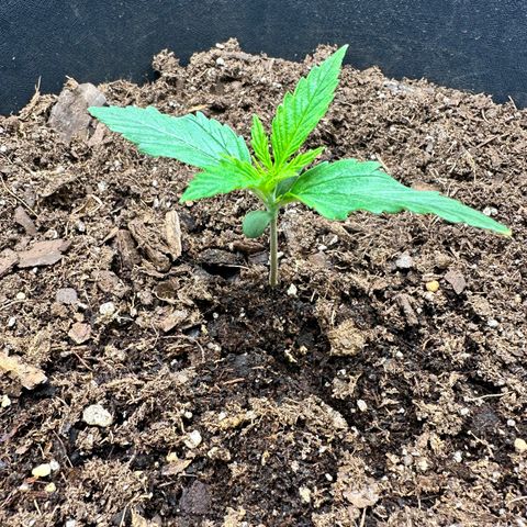  Blueberry Auto growlog photo: 06:20