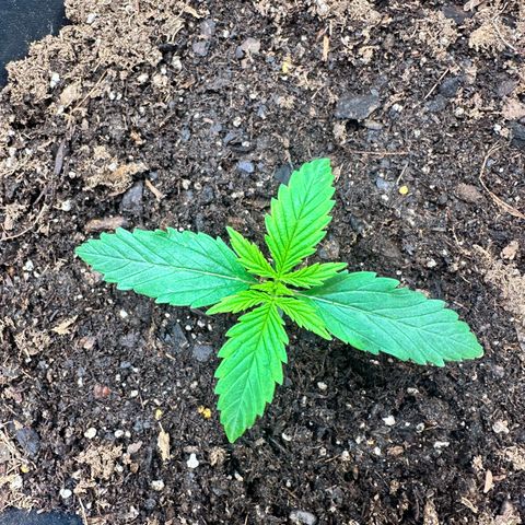  Blueberry Auto growlog photo: 19:36