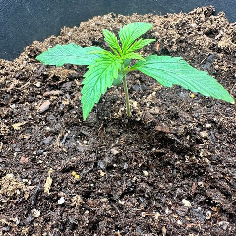 Blueberry Auto growlog photo: 19:36