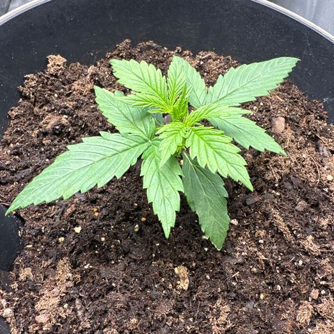  Blueberry Auto growlog photo: 18:26