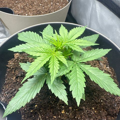  Blueberry Auto growlog photo: 09:14