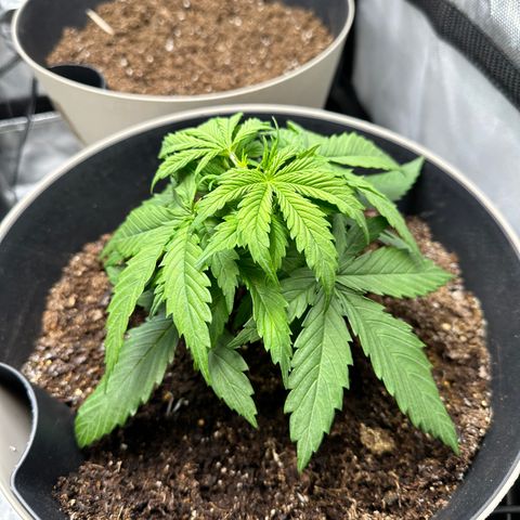  Blueberry Auto growlog photo: Par was at 1400 raised light to 1000 par will check in morning if it made improvement 