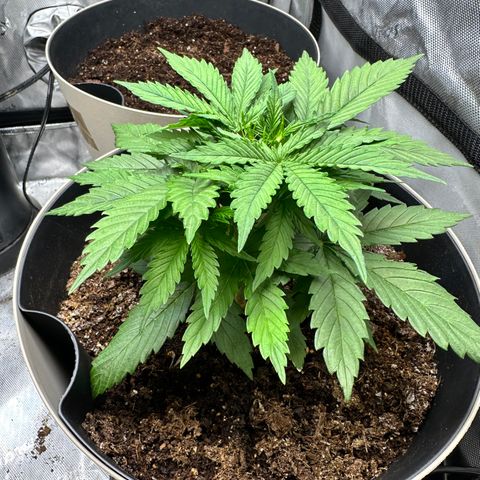  Blueberry Auto growlog photo: 16:37