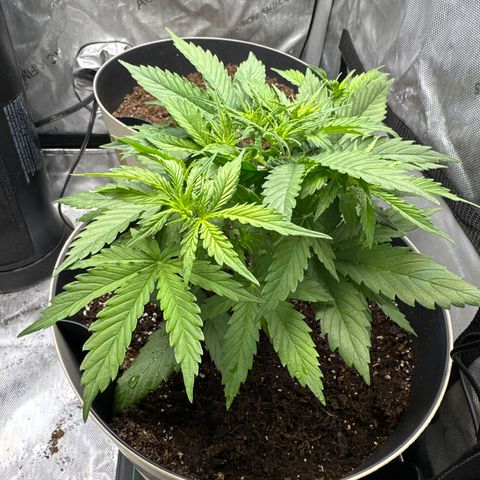  Blueberry Auto growlog photo: 07:59