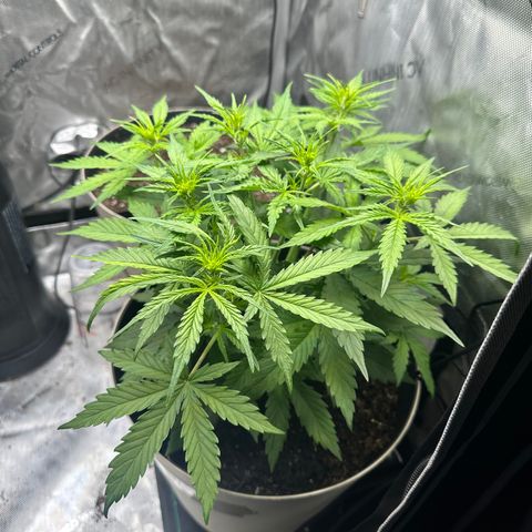  Blueberry Auto growlog timeline photo