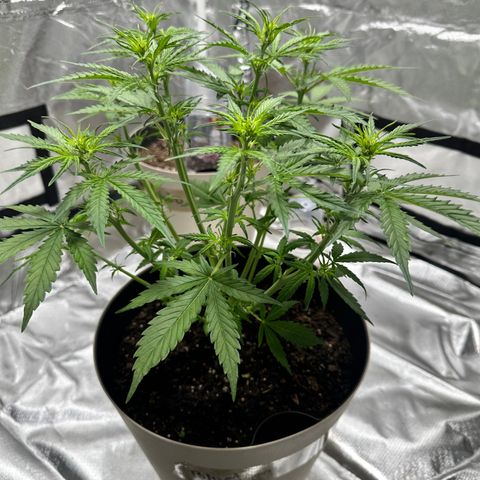  Blueberry Auto growlog photo: 08:15
After trimming