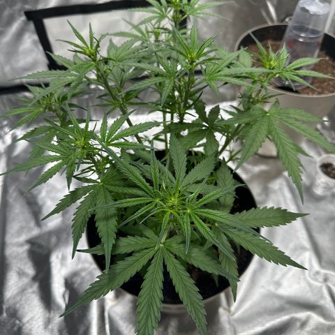  Blueberry Auto growlog photo: 16:02
Flowering started