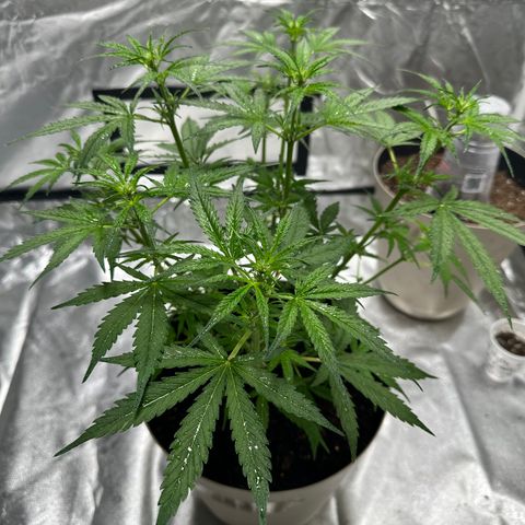  Blueberry Auto growlog photo: 11:11