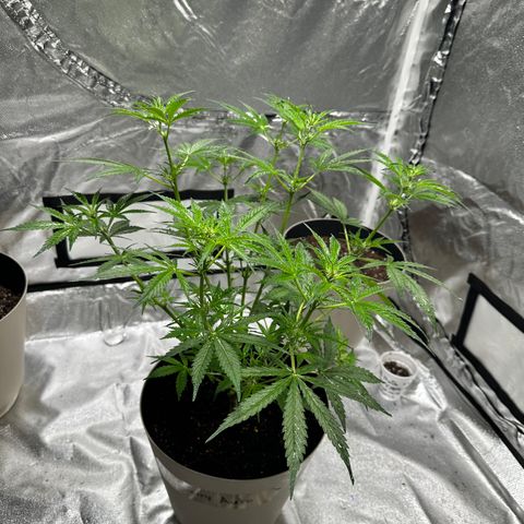  Blueberry Auto growlog photo: 06:40