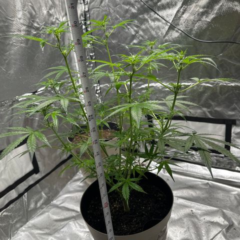  Blueberry Auto growlog photo: 10:08
