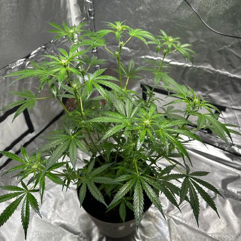  Blueberry Auto growlog photo: 08:42