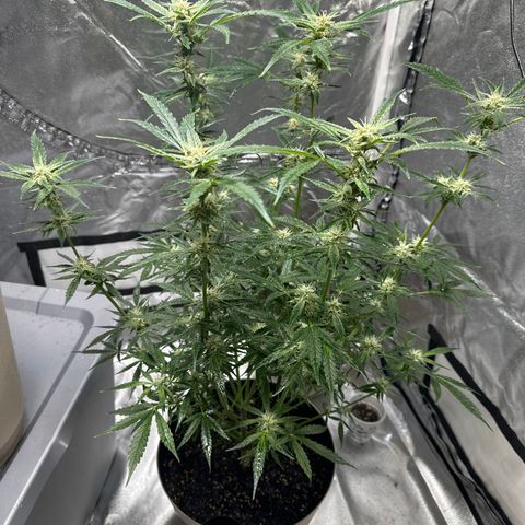  Blueberry Auto growlog photo: 07:27