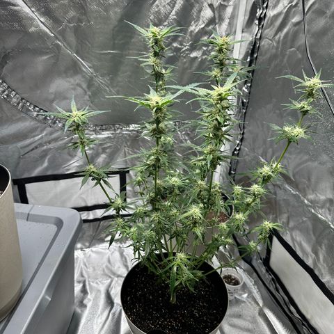  Blueberry Auto growlog photo: 07:49 
After last trim
