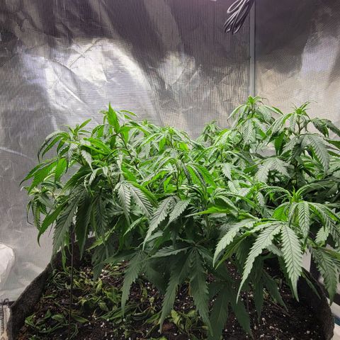 Lemon G growlog photo: Fed and watered