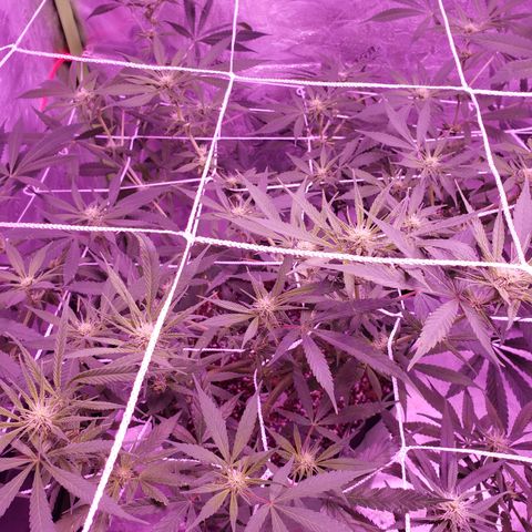 Durban Poison growlog timeline photo