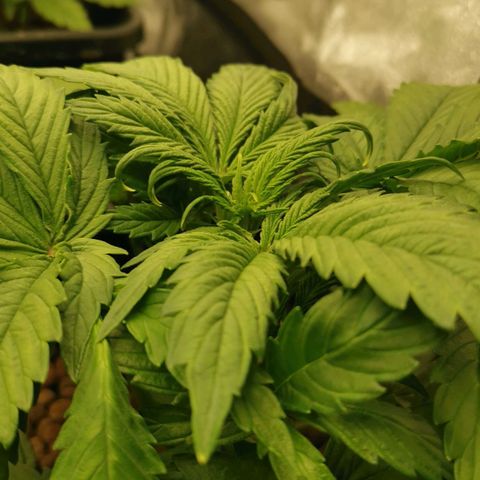 Pineapple Express Auto growlog timeline photo