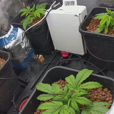 Pineapple Express Auto growlog timeline photo