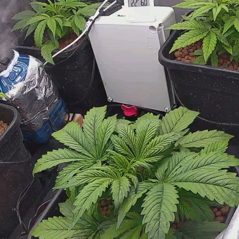 Pineapple Express Auto growlog timeline photo