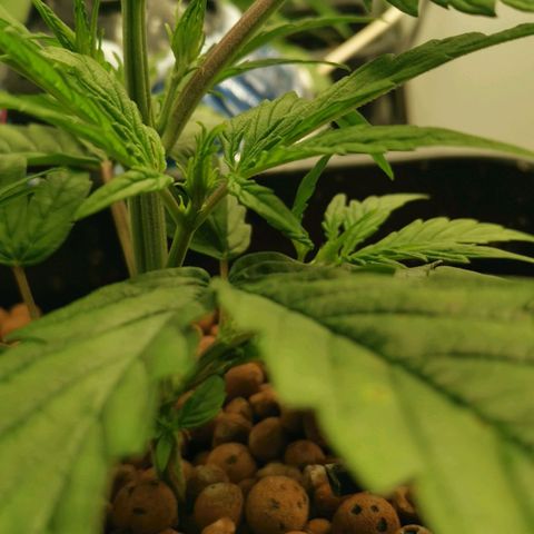 Pineapple Express Auto growlog timeline photo
