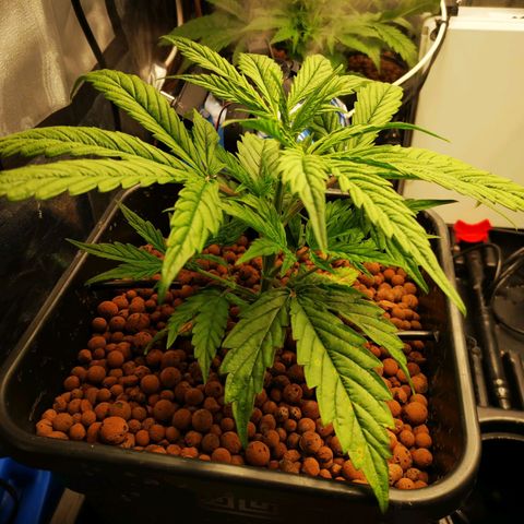 Pineapple Express Auto growlog timeline photo