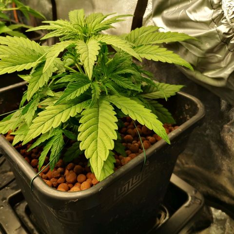 Pineapple Express Auto growlog timeline photo