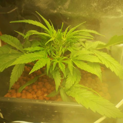 Pineapple Express Auto growlog timeline photo