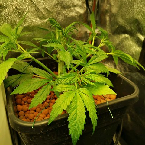 Pineapple Express Auto growlog timeline photo