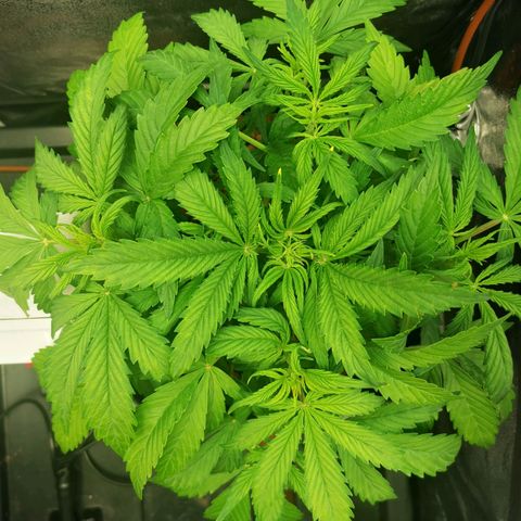 Pineapple Express Auto growlog timeline photo