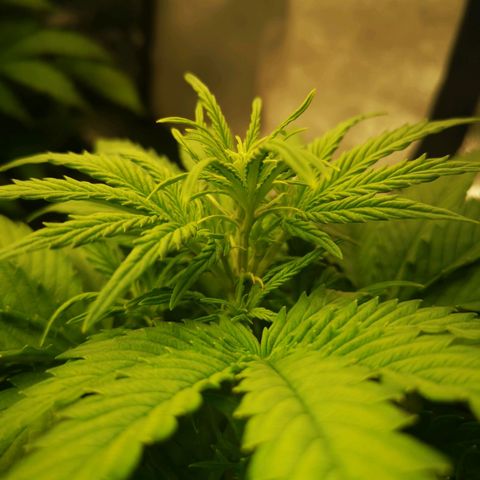 Pineapple Express Auto growlog timeline photo