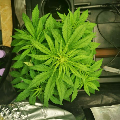Pineapple Express Auto growlog timeline photo