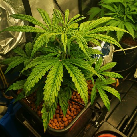 Pineapple Express Auto growlog timeline photo