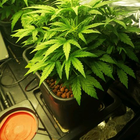 Pineapple Express Auto growlog timeline photo