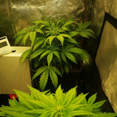 Pineapple Express Auto growlog timeline photo