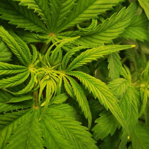 Pineapple Express Auto growlog timeline photo