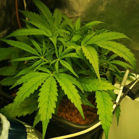 Pineapple Express Auto growlog timeline photo