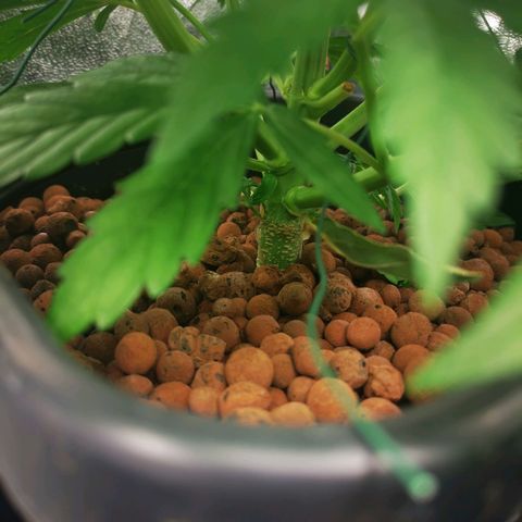 Pineapple Express Auto growlog timeline photo