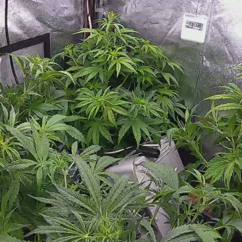 Pineapple Express Auto growlog timeline photo