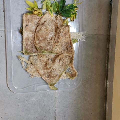 Pineapple Express Auto growlog timeline photo