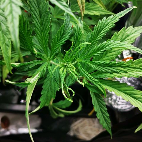 Pineapple Express Auto growlog timeline photo