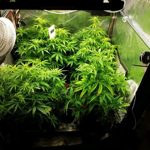 Pineapple Express Auto growlog timeline photo