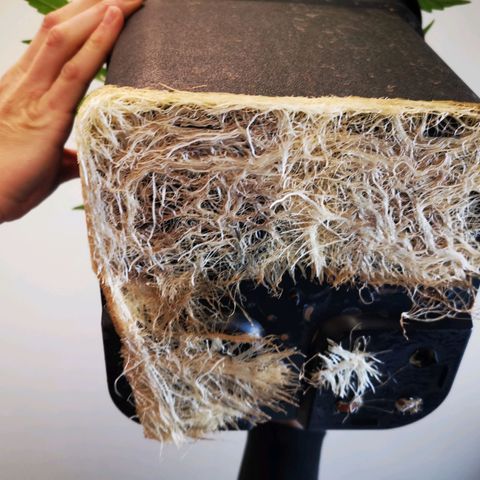 Pineapple Express Auto growlog timeline photo