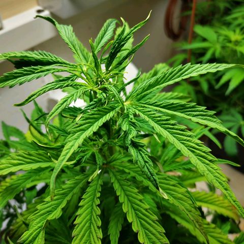 Pineapple Express Auto growlog timeline photo