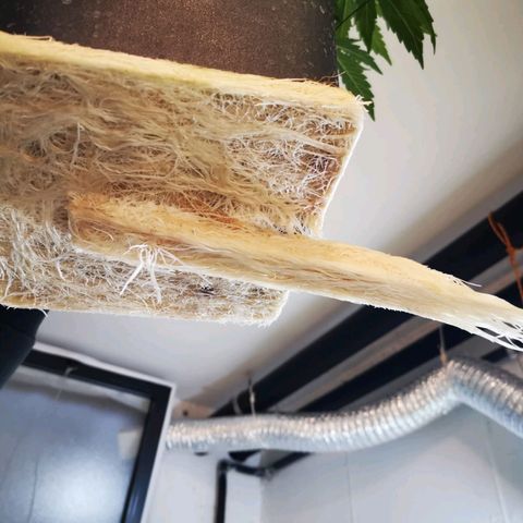 Pineapple Express Auto growlog timeline photo