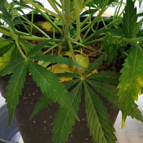 Pineapple Express Auto growlog timeline photo