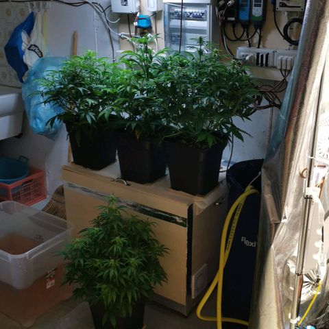 Pineapple Express Auto growlog timeline photo