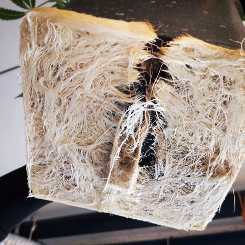 Pineapple Express Auto growlog timeline photo